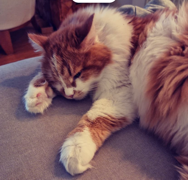 sibirisk katt Antares